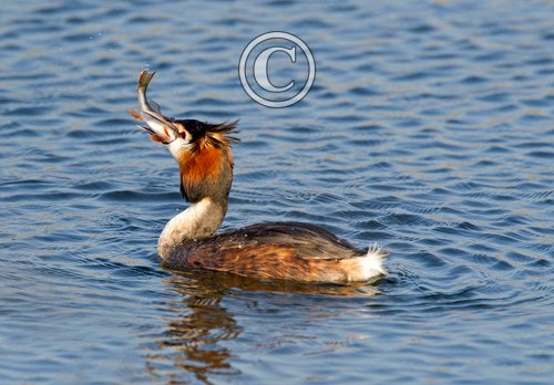 Great Crested Grebe with a Fish 4